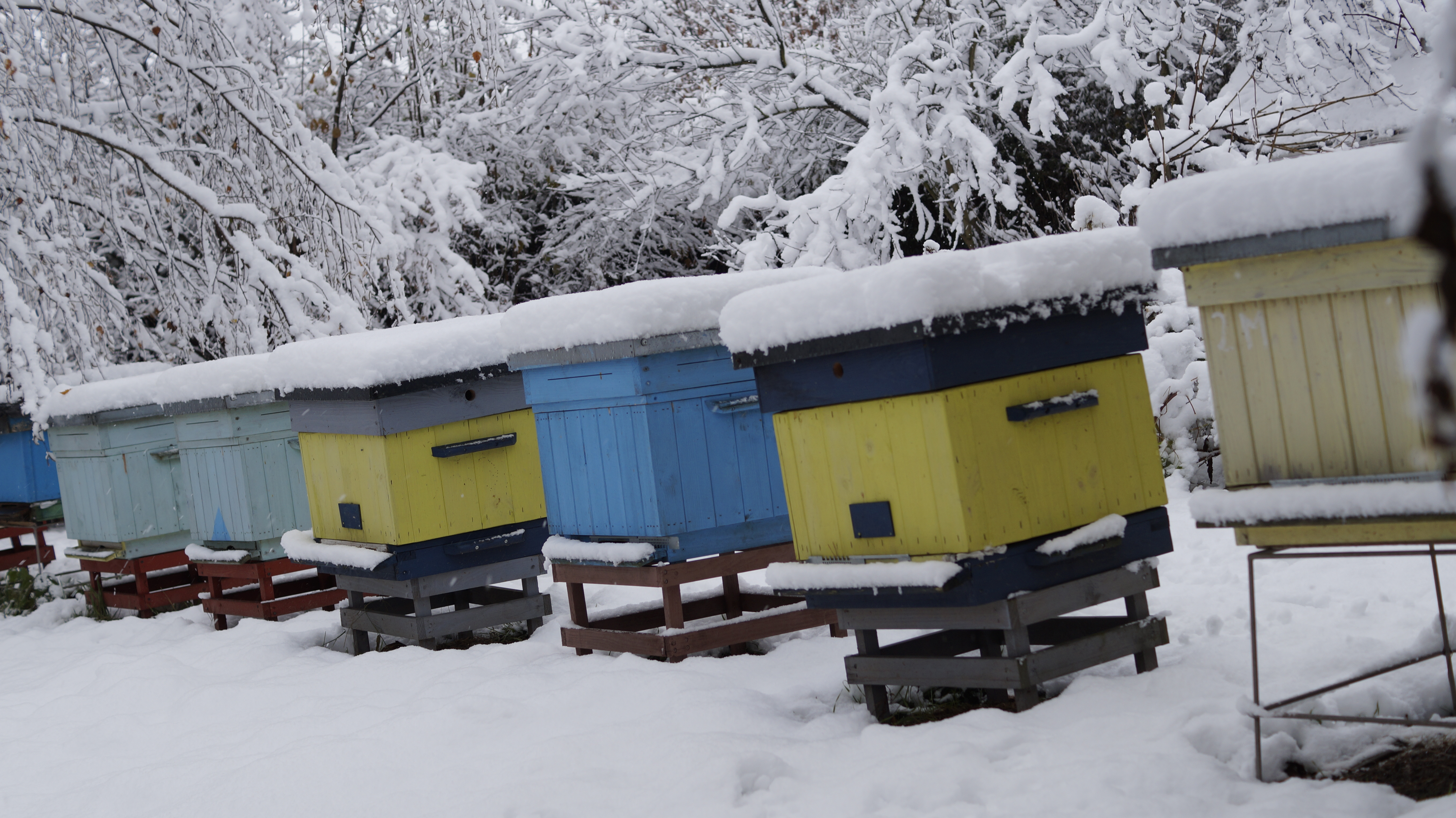 zima w pasiece honeyhaus